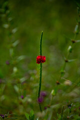 Wild Flowers of the Brazilian Hinterland