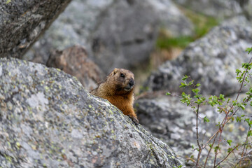 Marmot (Marmota Marmota) standing in rocks in the mountains. Groundhog in wilde nature.
