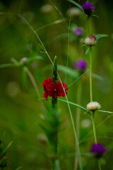 Wild Flowers of the Brazilian Hinterland