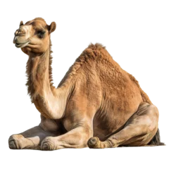 Foto op Plexiglas camel © Panaphat