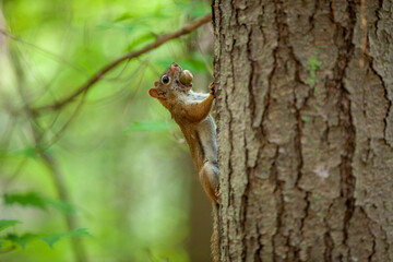 Naklejka na ściany i meble An american red squirrel carrying an acorn up a tree.
