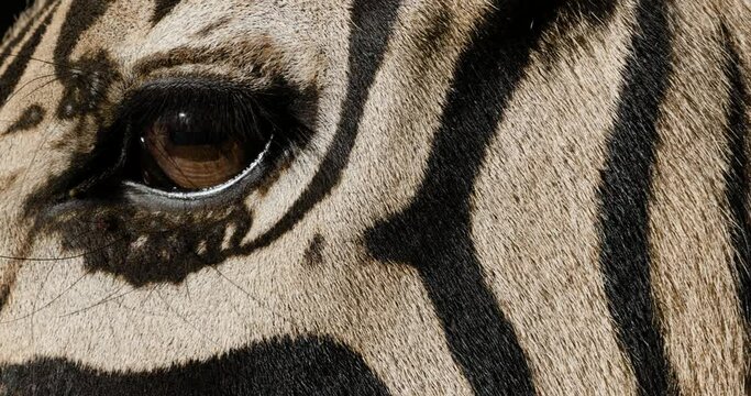 Extreme close-up of zebra eye and face
