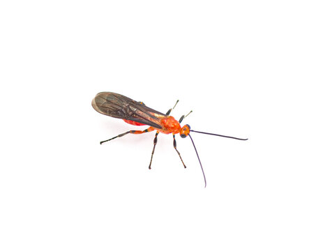 Aleiodes politiceps - Smooth headed Mummy Wasp - a colorful Parasitoid wasp in the Bracionid or Braconid family.  Isolated on white background red orange color with black wings and legs