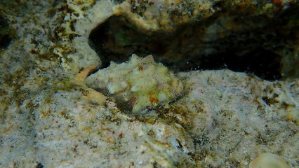 Fototapeta na wymiar Sea snail prickly spotted drupe (Drupa ricinus lischkei) undersea, Red Sea, Egypt, Sharm El Sheikh, Nabq Bay