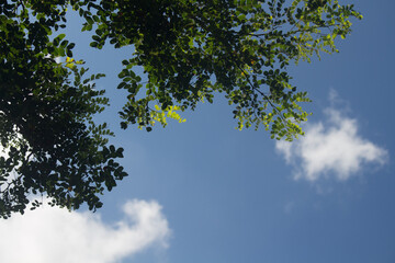 sky, tree and clouds 