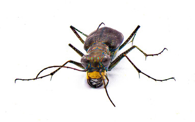 Cicindelidia punctulata - Punctured Tiger Beetle - a common beetle with iridescent colors found in...