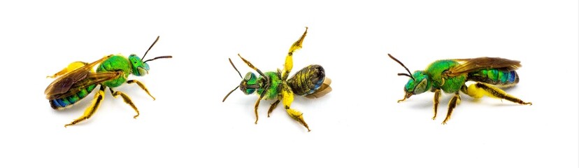 Agapostemon splendens - brown winged striped metallic green sweat bee - species in the family...