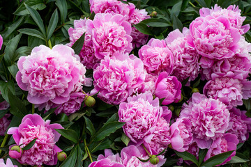 Pink Peony
