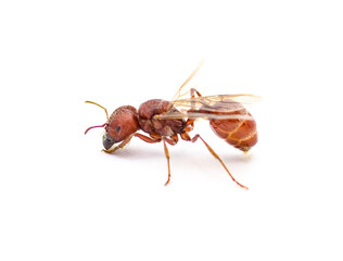 Flying ant isolated on white background.  Pogonomyrmex badius, the Florida harvester ant. side...
