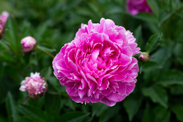Pink Peony