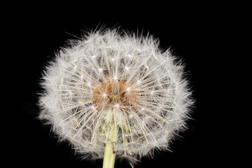 Dandelion clock in macro details isolated on the black background.
