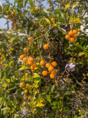 Beautifull tiny fruit of Golden duranta
