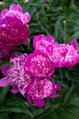 Pink Peony