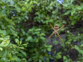 Silver argiope spider hanging on its web in the garden. Spider web with dead male argiope.