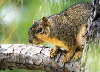 Fox squirrel waiting to ponce.