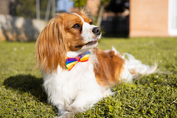 Dog portrait wearing an LGBT rainbow flag collar and bow tie. Funny cute cavalier King Charles Spaniel puppy for gay Pride Day and Month. Equal rights for LGBTQ community concept.