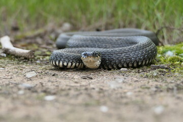 Snake close-up in its natural habitat. . High quality photo