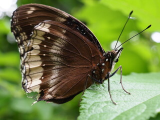 A beautiful butterfly rests gracefully on a leaf, its vibrant wings casting a spellbinding display of colors.