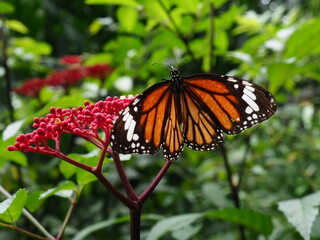 A beautiful butterfly rests gracefully on a leaf, its vibrant wings casting a spellbinding display of colors.
