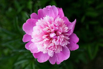 Pink Peony
