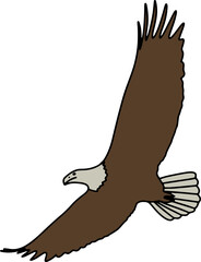 Eagle Bird Illustration Vector