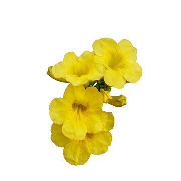 Inflorescence of yellow tropical flowers, isolate. Tecoma stans is a species of flowering perennial shrub in the trumpet vine family, Bignoniaceae. Common names yellow trumpetbush, bells, elder.