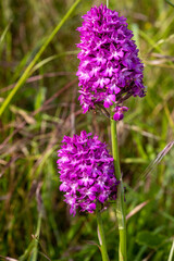 Orchidée sauvage (Orchis Pyramidal) dans une prairie en Normandie. 