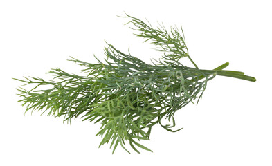 green dill isolated 