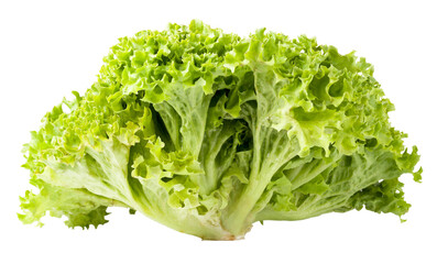 Lettuce salad isolated 