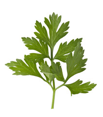 cilantro isolated 