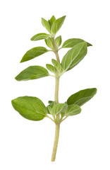 Fresh oregano on transparent background. png file
