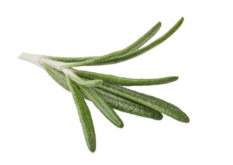 Fresh rosemary herbs isolated. png file