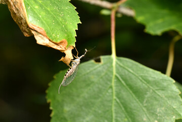 Fototapeta premium The camel is thin-whiskered, dangerous and bloodthirsty predator.