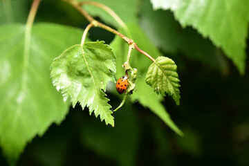 Ladybug with seven dots on its back.