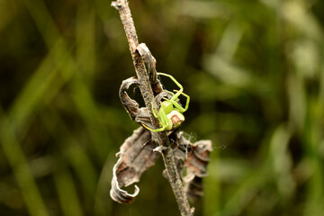 A flower spider sits on a dry flower.