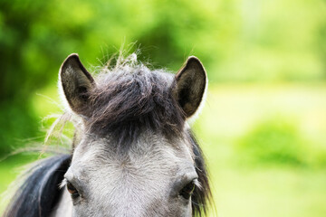 Close up of the forehead of a horse