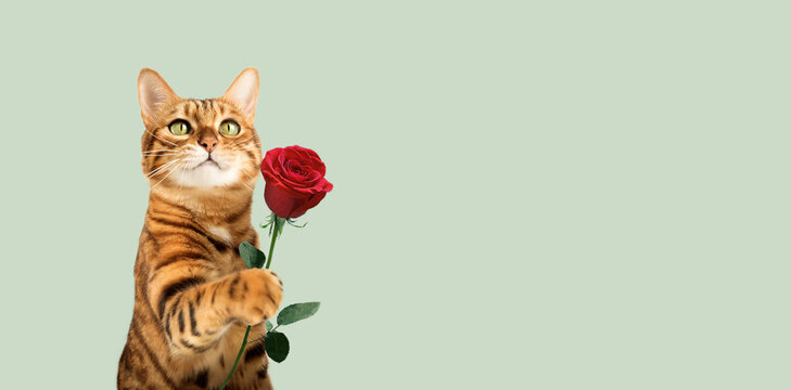 Red cat with a rose flower in its paw for a holiday on a colored background.
