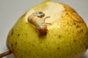May beetle larva does not eat pear.