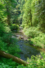 Fototapeta na wymiar Silver Creek From Trail 6