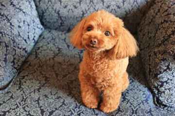 おすわりをするトイプードル