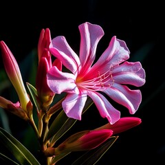 pink lily flower – made with generative AI 