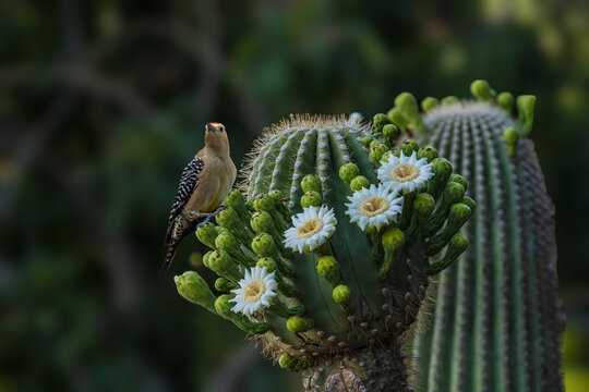 Gila Woodpecker (Colaptes chrysopides) Perched on a Saguaro Cactus (Carnegiea gigantea) in Bloom