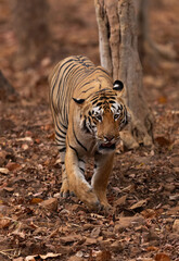 A tiger emerging from jungle at Tadoba Andhari Tiger Reserve, India