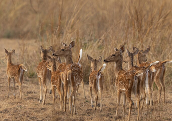 Cheetal deers alert at Tadoba Andhari Tiger Reserve, India
