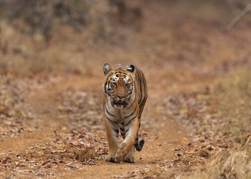 Closeup of a Tigeress walking on mudtrack, Tadoba Andhari Tiger Reserve, India