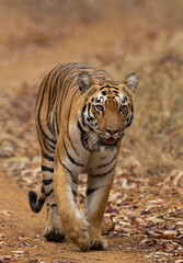 Fototapeta na wymiar Closeup of a tigeress, Tadoba Andhari Tiger Reserve, India