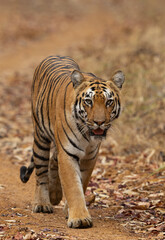 Fototapeta na wymiar A tiger on mudtrack, Tadoba Andhari Tiger Reserve, India