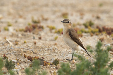 Isabelline Wheatear perched on ground, Bahrain