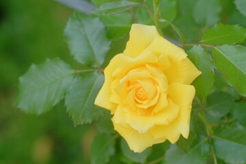 黄色バラ