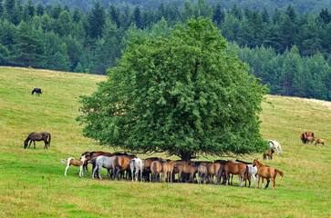 Konie Hucuły © piotrwolak
